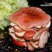 Ensalada de champiñones Portobello con foie gras