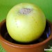 Manzana asada en microondas