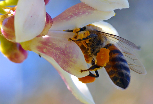 La miel y las abejas