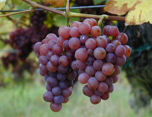 Genética de la uva