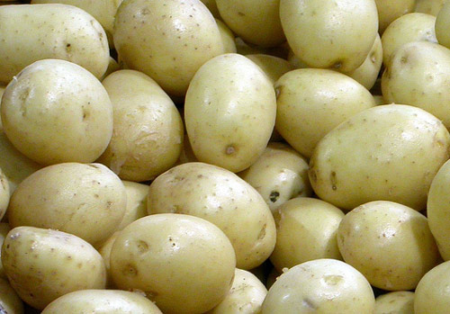 Patatas transgénicas