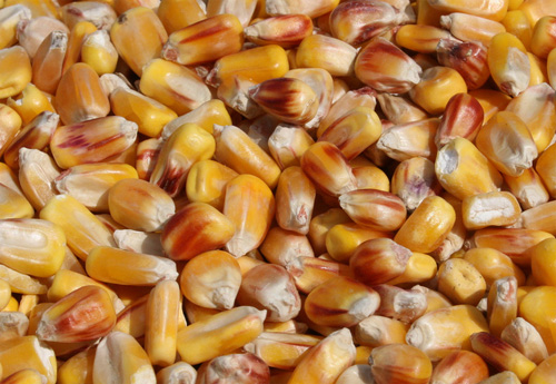 Mapa genético del maíz
