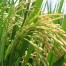 Producción arroz en Brasil