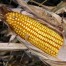 Mejora genética del maíz
