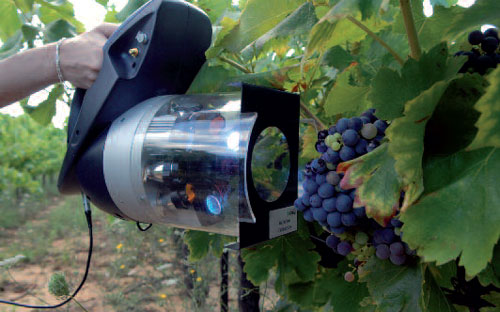 Análisis de la calidad de las uvas a pie de viña