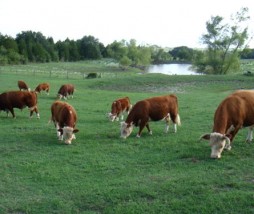 Vacas enanas