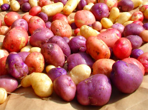 Patatas modificadas genéticamente