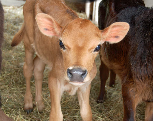 La Comisión de Agricultura del Parlamento Europeo contra los animales clonados