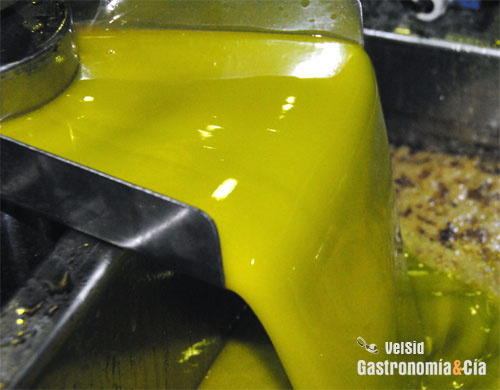 Elaboración de aceite de oliva virgen