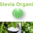 Stevia