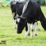 Legislación del uso de antibióticos en los animales productores de alimentos