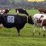 Vacas frisonas del Reino Unido