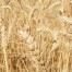 Genoma del trigo