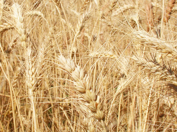 Genoma del trigo