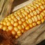 Legislación de alimentos modificados genéticamente en el Reino Unido