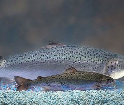 La FDA favorable al salmón transgénico