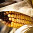 Política Comunitaria de alimentos modificados genéticamente
