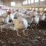 Vender carne de pollo por debajo del coste de producción