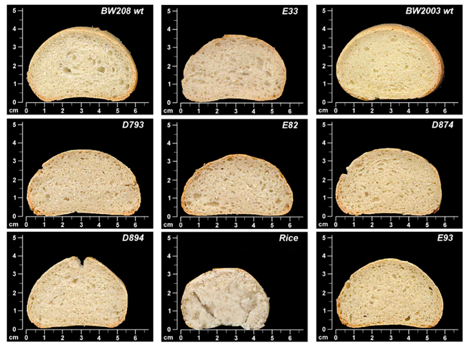 Pan elaborado con harina de trigo manipulado genéticamente