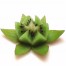 Kiwi flor de loto
