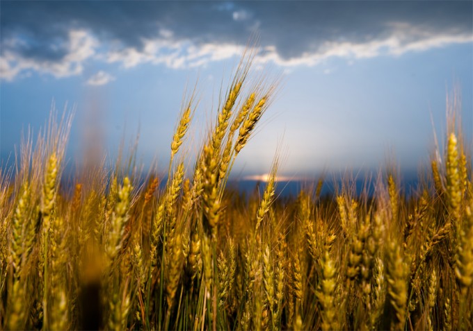 Predicción del rendimiento del trigo para el año 2050