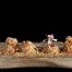 Desierto de foie con rocas de avellana y Armagnac Restaurante Annua