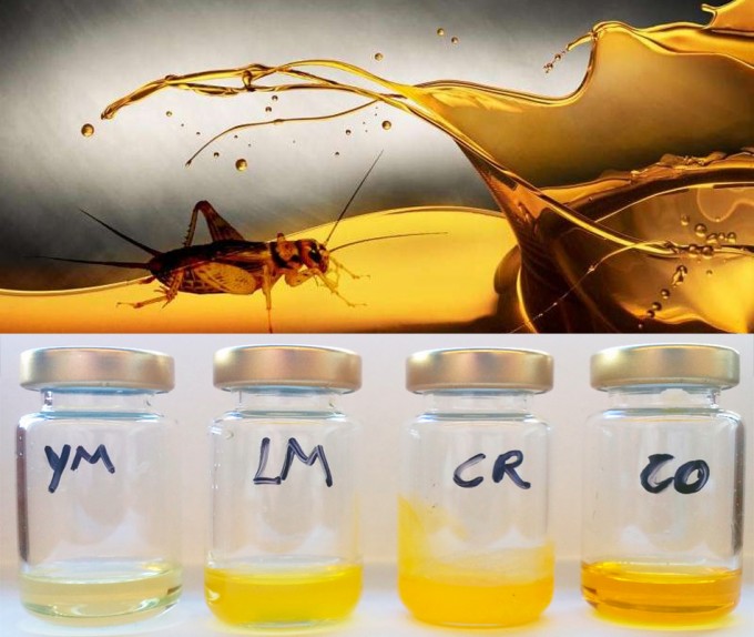Perfil lipídico del aceite de insecto