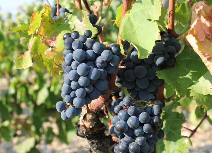 Producción de vino en Francia
