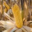 Rendimiento del maíz transgénico