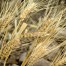 Investigación sobre el genoma del trigo