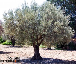 Mapa genético del olivo