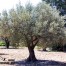 Mapa genético del olivo