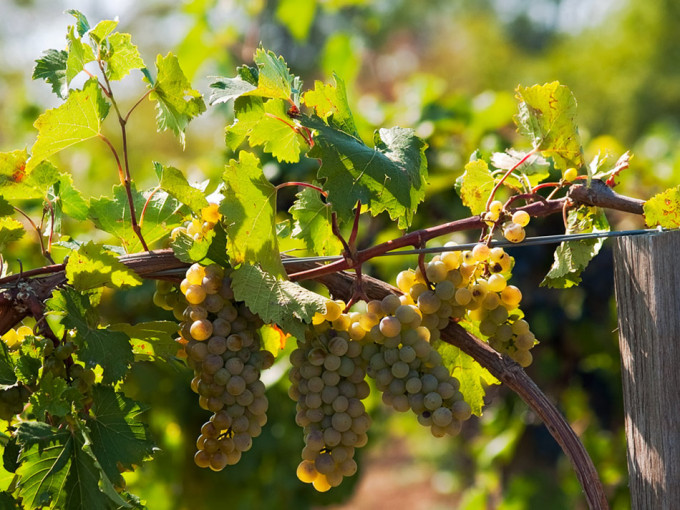 Vinos ecológicos y vinos biodinámicos