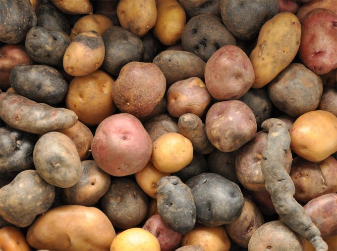Cultivo de patatas en Marte
