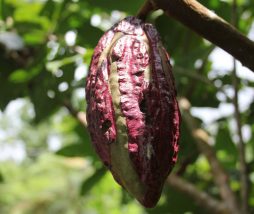 Metales pesados en el cacao