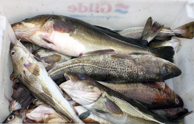 Pesca industrial de bacalao