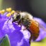 Desaparición de las abejas