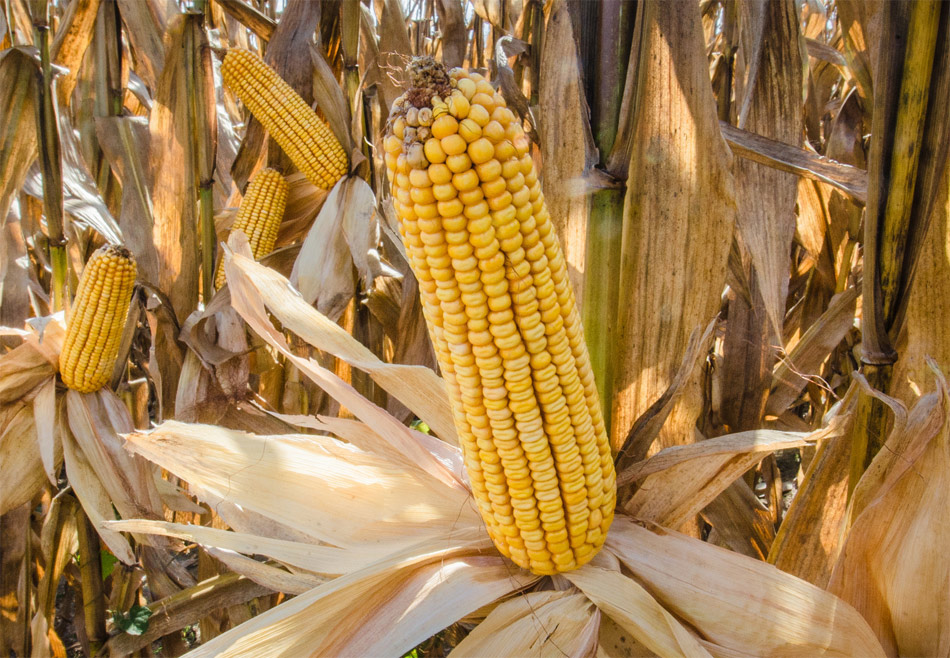 Beneficios por el cultivo de maíz Bt durante las últimas décadas? 