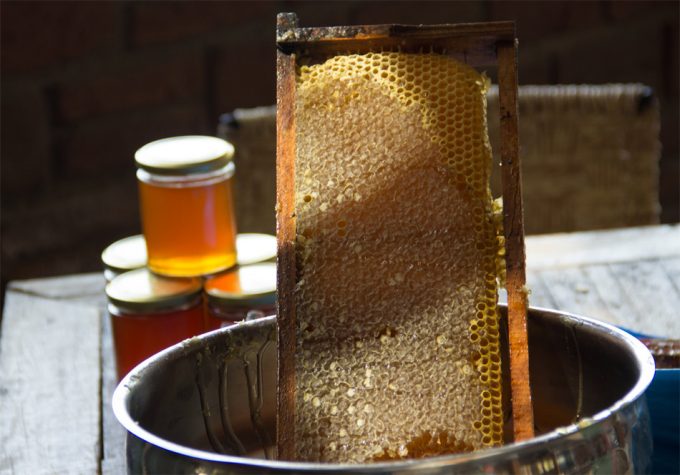 Producción de miel