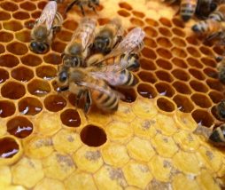 Comercio de la miel