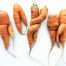 Zanahorias imperfectas