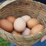 Caracter saludable de los huevos