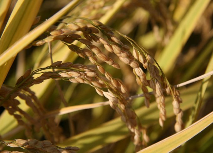 Investigación sobre la producción de arroz