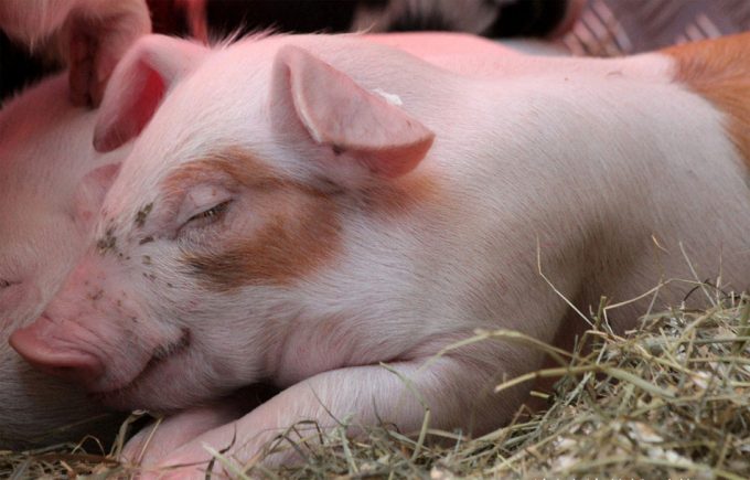 Resistencia a los antibióticos en las granjas de cerdos