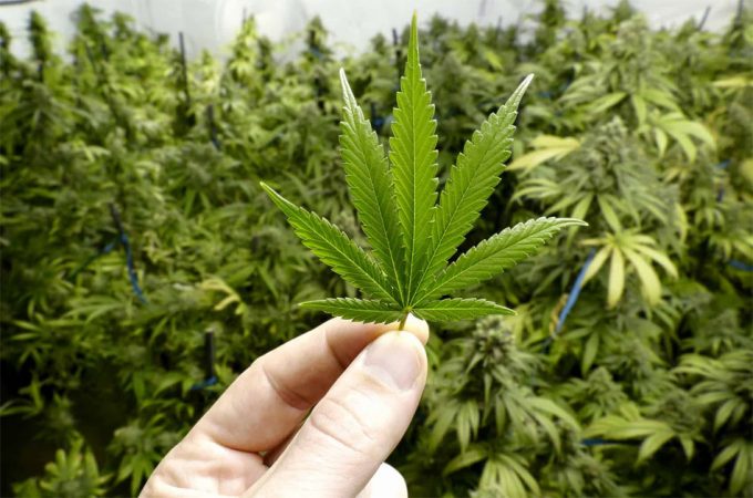 Legalización del consumo recreativo de marihuana en Canadá