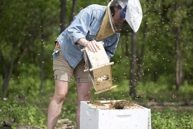 Maltrato animal en las abejas por la apicultura migratoria