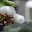 Semillas de algodón modificadas genéticamente aptas para consumo humano