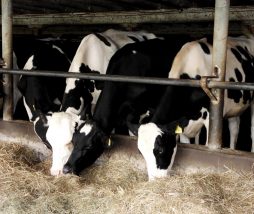 Uso de antibióticos en la agricultura y la ganadería