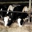 Uso de antibióticos en la agricultura y la ganadería