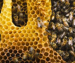 Proteger a las abejas para proteger la seguridad alimentaria